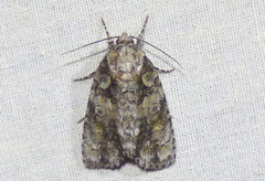 Acronicta ovata