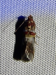 Acrobasis blanchardorum