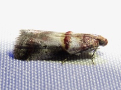 Acrobasis blanchardorum