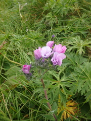 Linum hypericifolium