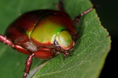 Anomala cupripes
