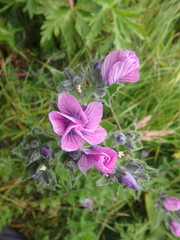 Linum hypericifolium