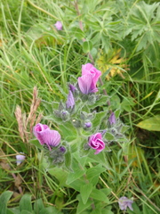 Linum hypericifolium