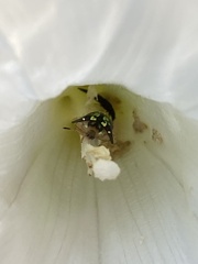 Deloyala guttata