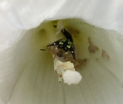 Deloyala guttata