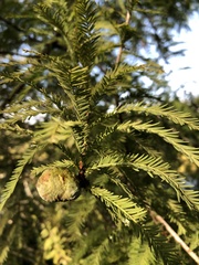 Taxodiomyia cupressiananassa