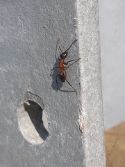 Camponotus ligniperda