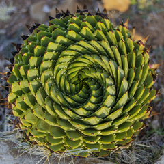 Aloe polyphylla