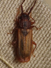 Uleiota dubia