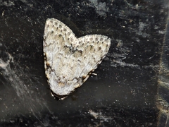 Meganola strigula