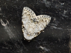 Meganola strigula