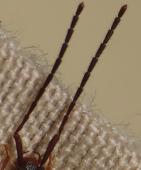 Uleiota dubia