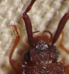 Uleiota dubia