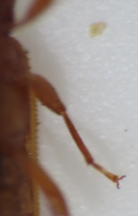 Uleiota dubia