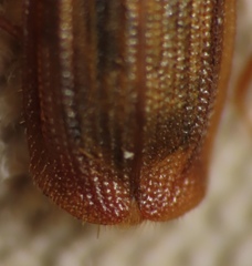 Uleiota dubia