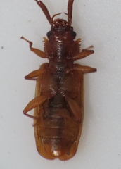 Uleiota dubia