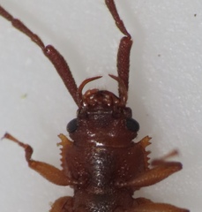 Uleiota dubia