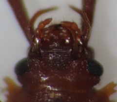 Uleiota dubia