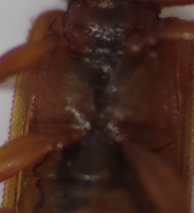 Uleiota dubia
