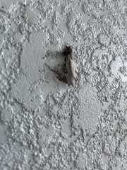 Mischocyttarus mexicanus