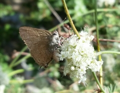 Satyrium