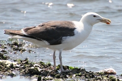 Larus marinus