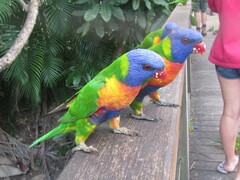 Trichoglossus moluccanus moluccanus