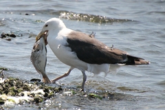 Larus marinus