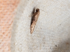 Blastobasis adustella