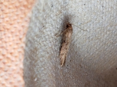 Blastobasis adustella