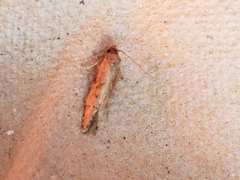 Blastobasis adustella