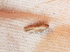 Blastobasis adustella