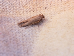 Blastobasis adustella