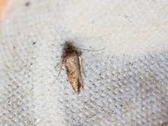 Blastobasis adustella