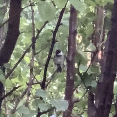 Poecile atricapillus