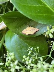 Haematopis grataria