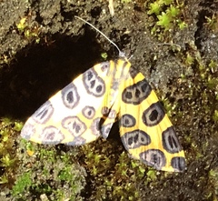 Pantherodes unciaria