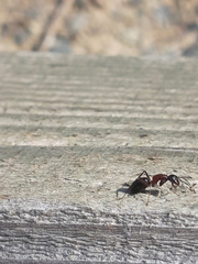Camponotus ligniperda