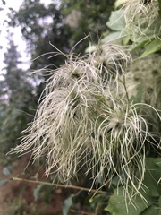 Clematis tangutica