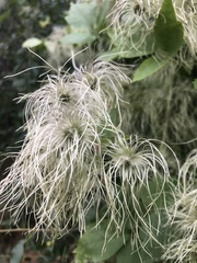 Clematis tangutica