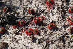 Drosera eneabba