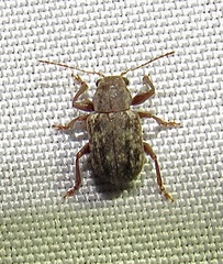 Xanthonia vagans