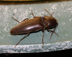 Diplostethus texanus