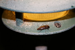 Diplostethus texanus