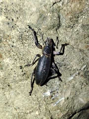 Brachyderes lusitanicus
