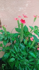 Stachytarpheta mutabilis