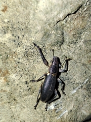 Brachyderes lusitanicus