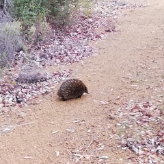 Tachyglossus aculeatus acanthion