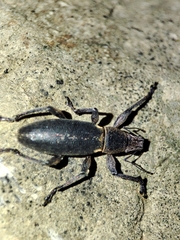 Brachyderes lusitanicus