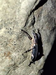 Brachyderes lusitanicus